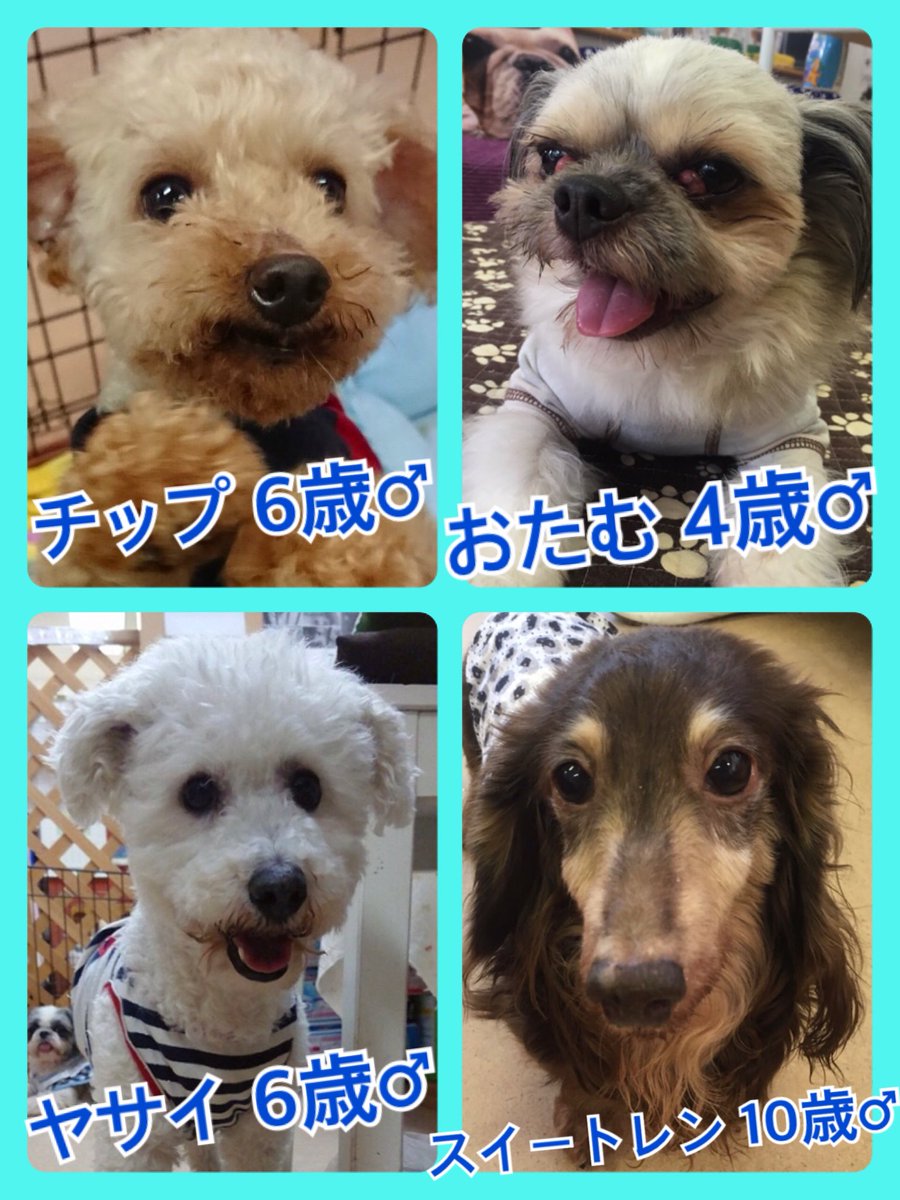 🐾今日の里親様募集中ワンコ🐶メンバーです🐾2019,6,13